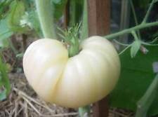 Tomate blanche géante d'occasion  Expédié en France