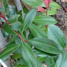 Red robin plant for sale  GLOUCESTER