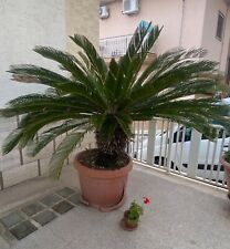 Cycas trentennale usato  Villa Castelli