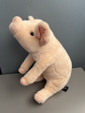 Super cute pig for sale  DUDLEY