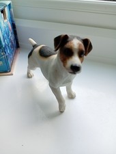 Jack russell dog for sale  NEWQUAY