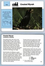 Crested mynah 57.7 for sale  SLEAFORD