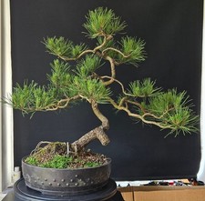 Scots pine pinus for sale  WETHERBY
