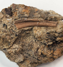 Deinosuchus tooth hadrosaur for sale  Rockledge
