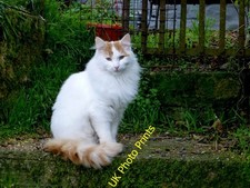 Photo 6x4 fluffy for sale  FAVERSHAM