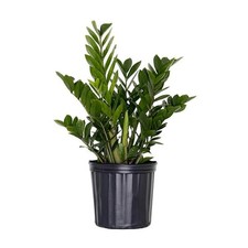 Live plant low for sale  Miami