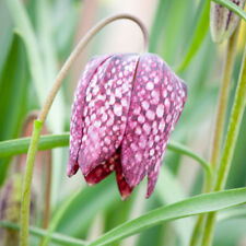Fritillaria meleagris mixed for sale  IPSWICH