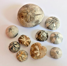 Seeigel fossilien echinocorys gebraucht kaufen  Schwerin
