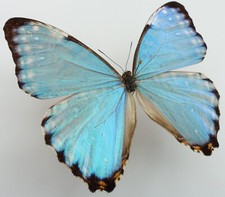 Morpho portis thamyris gebraucht kaufen  München