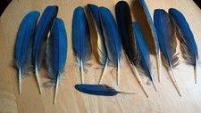 Blue gold macaw for sale  Airville