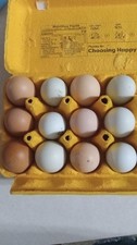 9fertile eggs colors for sale  Silver Lake