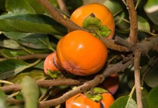 diospyros kaki usato diospyros kaki usato Trappeto