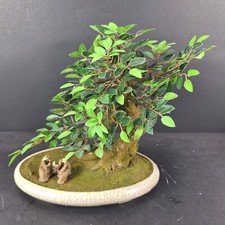 Artificial bonsai tree for sale  Fort Lauderdale