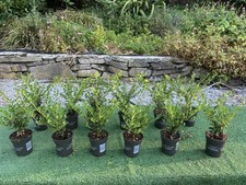 Ilex crenata evergreen for sale  MACCLESFIELD