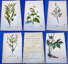 materia medica for sale materia medica for sale  Carmel