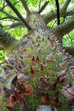 Ceiba Pentandra Kapok Tree 100 seeds na sprzedaż  PL
