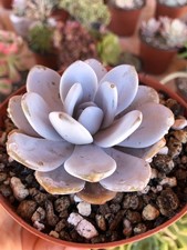 Echeveria laui single for sale  Rowland Heights