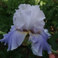 Iris love blue gebraucht kaufen  Neustadt a.d.Waldnaab
