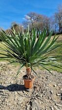 Dracaena drago dragon for sale  WELSHPOOL