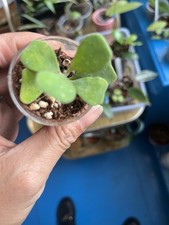 Hoya manipurensis for sale Hoya manipurensis for sale  GRANTHAM