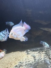 Breeding pair platinum for sale  Orange Park