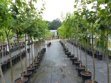 Echter walnussbaum juglans gebraucht kaufen  Goch
