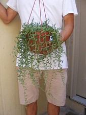 String bananas succulent for sale  Garden Grove
