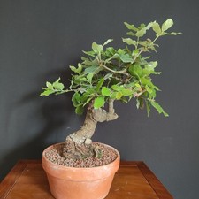 Pre bonsai shoin usato  San Pancrazio Salentino