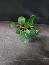Pilea peperomioides ufopflanze gebraucht kaufen  Bad Bramstedt
