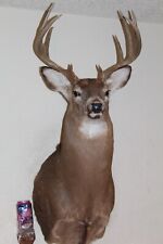 Whitetail deer head for sale  Brandon