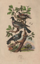 Common wood pigeon. for sale  LONDON