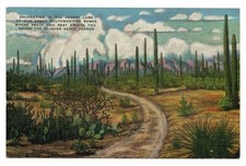 1943 postcard desert for sale  La Grange Park