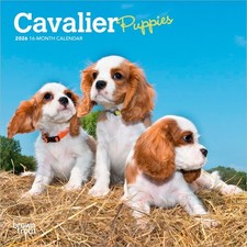 Cavalier king charles d'occasion  Expédié en Belgium