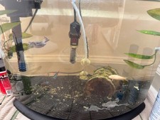 Live fish african for sale  New Milford