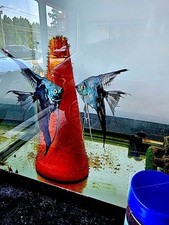 Free tank raised for sale  Massapequa Park