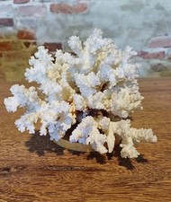Corallo bianco collezione usato  Pistoia