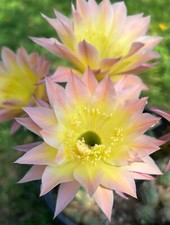 New echinopsis hybrid for sale  Menifee