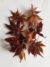 Dried acer leaves for sale  HOLMFIRTH