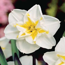 Narcyzy Cebule kwiatowe Cebula Kwiaty Narcyzy z podzielonym kubkiem Lemon Beau na sprzedaż  PL