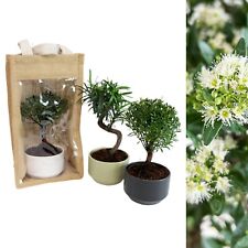 Real bonsai tree for sale  GLASGOW