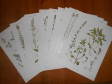 Lot planches grande d'occasion  Saint-Cyr-sur-Loire