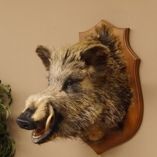Wildschwein europäische keile gebraucht kaufen  Nagel