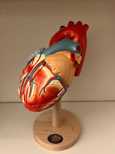 Anatomical heart model for sale  Palatine