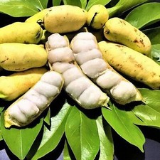 Ice cream bean for sale  Fort Pierce