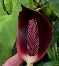 Anthurium kamemotoanum rare for sale  Redwood City