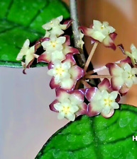 Hoya borneo ableger gebraucht kaufen  Nürnberg