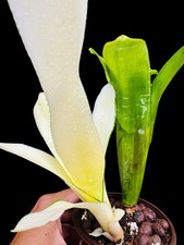 houseplants offer for sale houseplants offer for sale San Juan