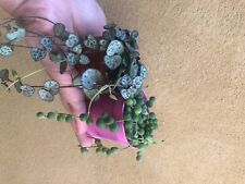 Mini trailing plant for sale  UK