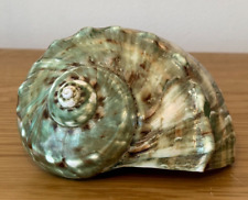 Polished hermit crab for sale  WIMBORNE