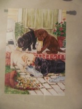 Multiple lab labrador for sale  Raleigh